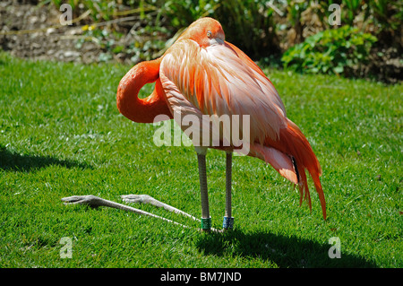 Un américain flamingo reposant à Paradise Park à hayle, Cornwall, Royaume-Uni Banque D'Images