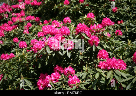 Rhododendron floraison rose vif en plein soleil. Banque D'Images