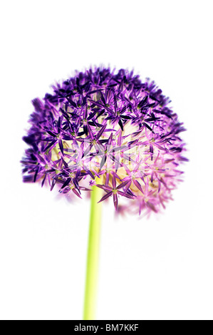 Allium 'globemaster' Fleur, couleur numérique sur fond blanc. Banque D'Images