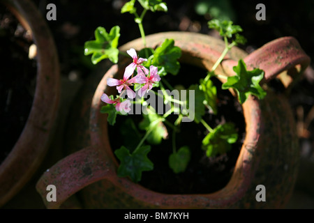 Pelargonium - géraniums roses qui poussent à l'extérieur dans un pot en terre cuite. Banque D'Images