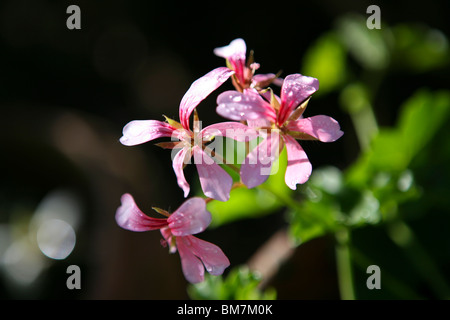 Géraniums roses à sun avec fond sombre Banque D'Images