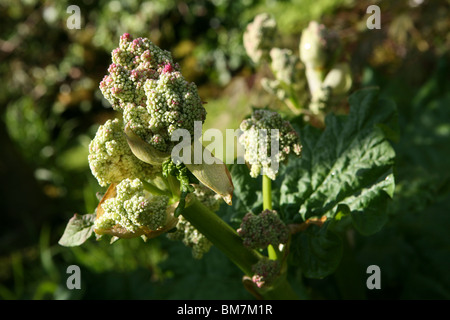 Rheum rhabarbarum / Rheum x hybridum - la fleur de Rhubarb commence à émerger Banque D'Images