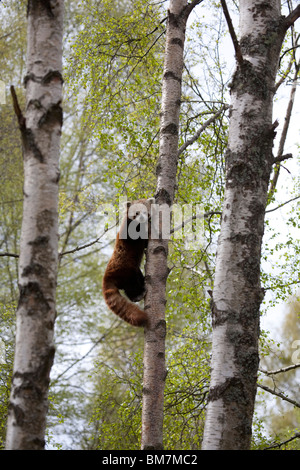 Petit Panda Ailurus fulgens monter dans les hautes branches d'un grand arbre, pris dans des conditions contrôlées Banque D'Images