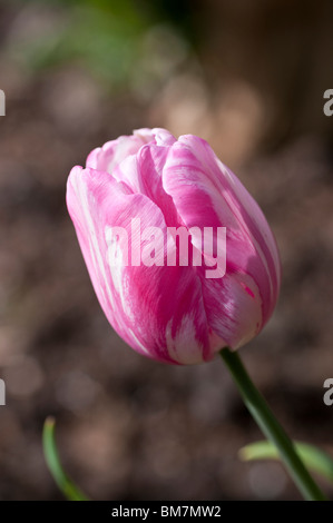 Fleur de tulipe Banque D'Images