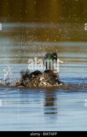 Fuligule milouinan Aythya novaeseelandiae New Zealand Black Teal Banque D'Images