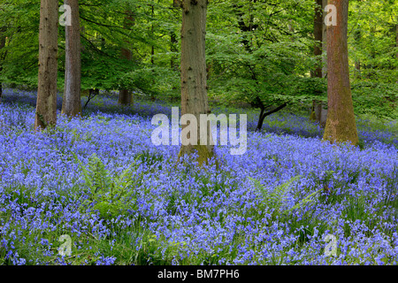 Tapis classique anglais de Bluebells sur le sentier entre Soudley et Blakeney dans la forêt de Dean, Gloucestershire, Royaume-Uni Banque D'Images