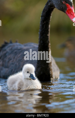 Cygne Noir Cygnus atratus Nouvelle-zélande poussin Banque D'Images