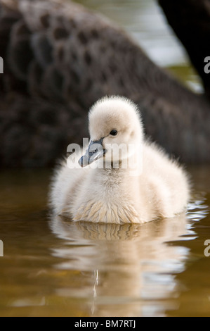 Cygne Noir Cygnus atratus Nouvelle-zélande poussin Banque D'Images