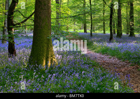 Tapis classique anglais de Bluebells sur le sentier entre Soudley et Blakeney dans la forêt de Dean, Gloucestershire, Royaume-Uni Banque D'Images