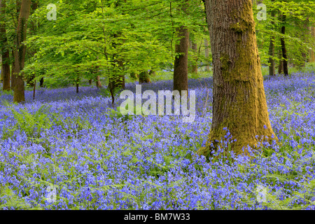 Tapis classique anglais de Bluebells sur le sentier entre Soudley et Blakeney dans la forêt de Dean, Gloucestershire, Royaume-Uni Banque D'Images