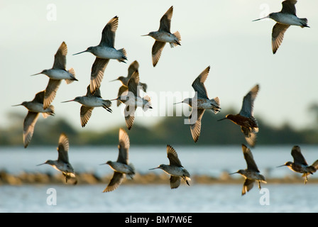 Troupeau de Bar-tailed hudsoniennes Limosa lapponica Nouvelle-zélande Banque D'Images