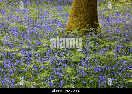 Tapis classique anglais de Bluebells sur le sentier entre Soudley et Blakeney dans la forêt de Dean, Gloucestershire, Royaume-Uni Banque D'Images