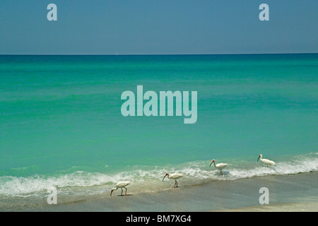 Ibis blanc d'échassiers se nourrissent le long de la magnifique côte de la plage immaculée de Golfe du Mexique sur Longboat Key à Sarasota, Floride, USA. Banque D'Images