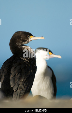 Shag Phalacrocorax varius Pied pour mineurs avec des oiseaux adultes en arrière-plan Kaikoura Nouvelle-zélande Banque D'Images