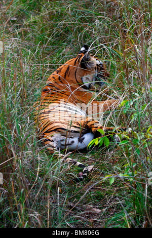 Le Royal tigre du Bengale (Panthera tigris tigris), Bandhavgarh National Park, le Madhya Pradesh, Inde, Asie Banque D'Images