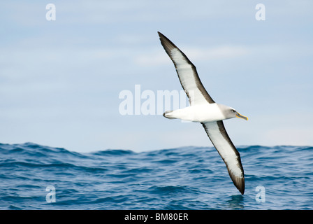 De l'albatros de Buller Thalassarche bulleri battant Kaikoura Nouvelle-zélande Banque D'Images