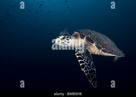 La tortue imbriquée (Eretmochelys imbricata) sur fond bleu foncé Banque D'Images