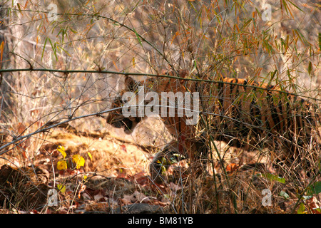 Le Royal tigre du Bengale (Panthera tigris tigris), Bandhavgarh National Park, le Madhya Pradesh, Inde, Asie Banque D'Images