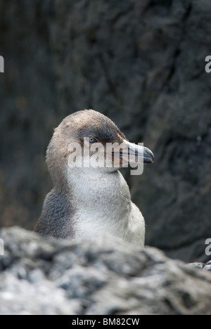 Peu Eudyptula albosignata albosignata Pingouin Bleu Nouvelle Zélande Banque D'Images