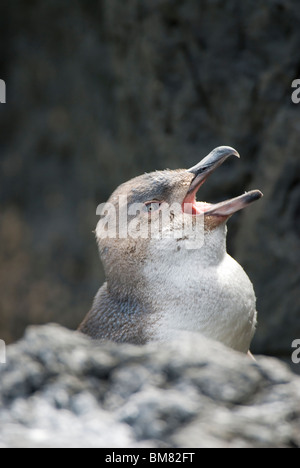 Peu Eudyptula albosignata albosignata Pingouin Bleu composant la Nouvelle Zélande Banque D'Images