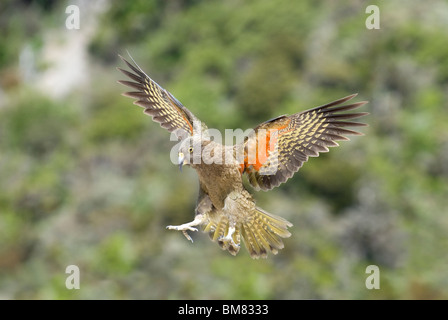 Nestor notabilis Kea juvénile battant, Nouvelle-Zélande Banque D'Images