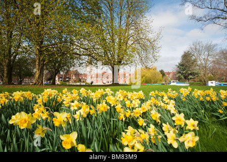 Jonquilles printemps le long des rives de la Tamise à Abingdon, Oxfordshire, UK Banque D'Images