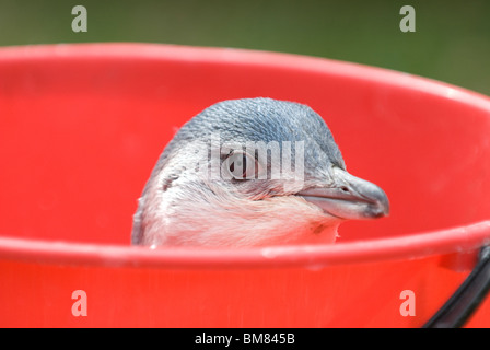Peu Eudyptula albosignata albosignata Pingouin Bleu dans un seau rouge Nouvelle-zélande Banque D'Images