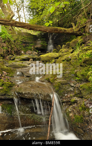 Tronc d'arbre tombé sur un petit ruisseau moussu, ralentir le débit d'eau en-dessous avec une petite chute d'eau à l'arrière. Banque D'Images