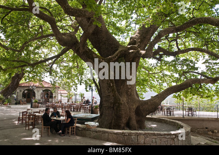 La place et l'ancien arbre plan dans le village d'Arna sur les pentes de la montagnes Taygetos, Laconie, Pelopnnese, Grèce Banque D'Images