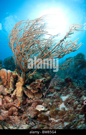 La tige de la mer sur un récif de coraux tropicaux à Bonaire, Antilles néerlandaises avec le soleil rayonnant à travers l'eau de l'arrière. Banque D'Images