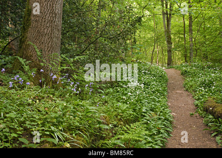 Sentier à travers forêts anciennes à Richmond, Yorkshire du Nord. La plupart des fleurs sont Ramsons, également connu sous le nom de l'ail sauvage. Banque D'Images