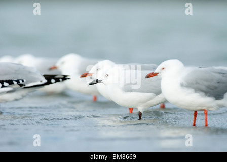 Black-billed Gull Chroicocephalus bulleri avec Red-billed Gull Chroicocephalus scopulinus troupeau, Kaikoura, New Zealand Banque D'Images