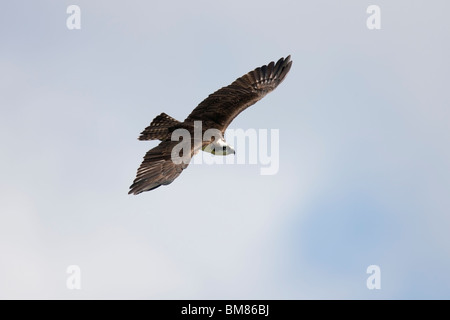 Balbuzard pêcheur (Pandion haliaetus carolinensis), sous-espèce américaine, en fuite. Banque D'Images