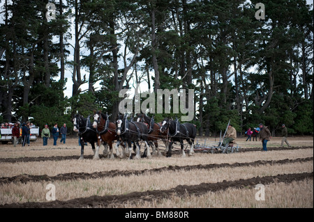 Charrue cheval exposition au 57e concours de labour mondiale, tenue à Methven, nr Christchurch en Nouvelle-Zélande en avril 2010 Banque D'Images