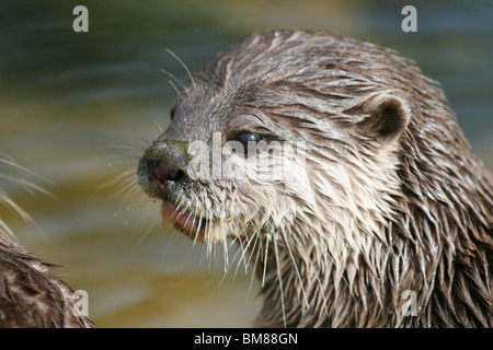 Petite loutre griffus oriental Banque D'Images