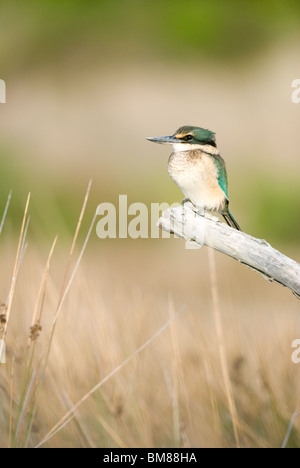 New Zealand Kingfisher Halcyon sancta Kotare sacrée Banque D'Images