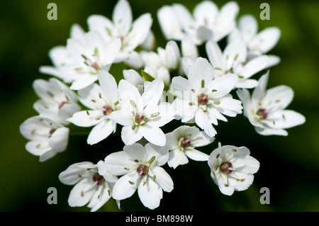 Allium Allium neapolitanum cowanii, '', en fleurs Banque D'Images