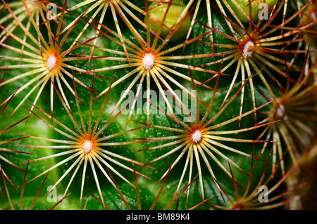 Cactus agrandi. Banque D'Images