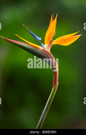 Bird of Paradise flower Banque D'Images