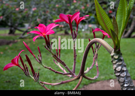 Les Jardins botaniques de Singapour Fleur Plumeria rubra cv, rouge foncé. Apocynaceae frangipanier hort. Banque D'Images