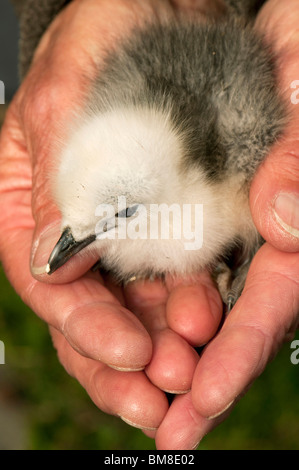 Mouette tridactyle (Rissa tridactyla), tenue par les mains. Banque D'Images