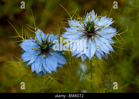 Le Cumin Noir, Roman de la coriandre (Nigella Sativa), fleurs. Banque D'Images