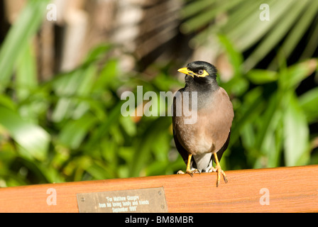 Common Myna Acridotheres tristis Australie Sydney Banque D'Images