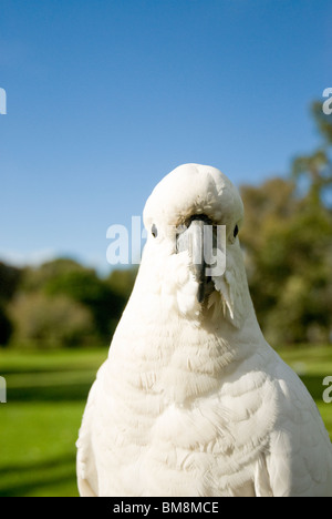 Teneur en soufre cacatoès soufré Cacatua galerita Botanical Gardens Sydney Australie Banque D'Images