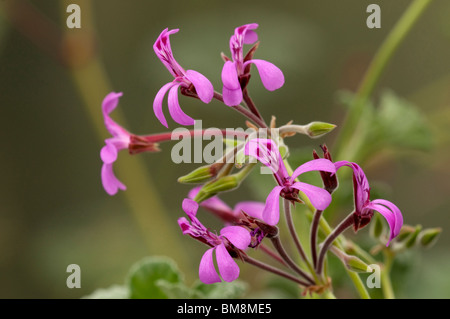 L'Afrique du Sud, Umckaloabo géranium (Pelargonium reniforme), la floraison. Banque D'Images