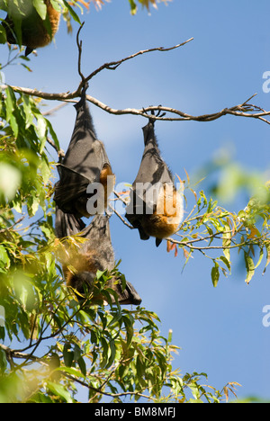 Renard volant à tête grise, Pteropus poliocephalus Botanical Gardens Sydney Australie Banque D'Images