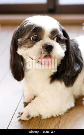 Shih Tzu lying on floor, Close up Banque D'Images