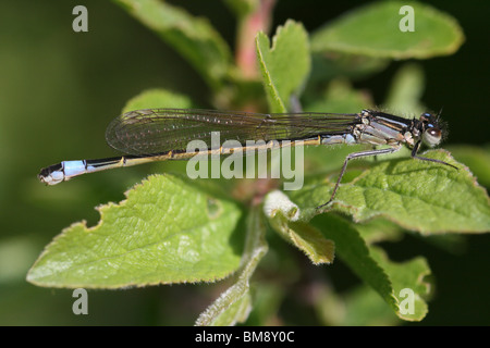 Le cerf bleu Libellule Ischnura elegans prises à Marton simple, Blackpool, Royaume-Uni Banque D'Images