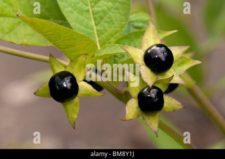 Belladone Atropa Belladonna Des Rameaux Avec Des Fruits M rs Photo belladone-atropa-belladonna-des-rameaux-avec-des-fruits-m-rs-photo