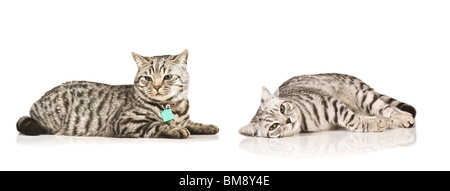 Portrait de deux hommes aux cheveux courts Britannique silver tabby cats (frères) couché contre un blanc pur (255) Contexte. Banque D'Images